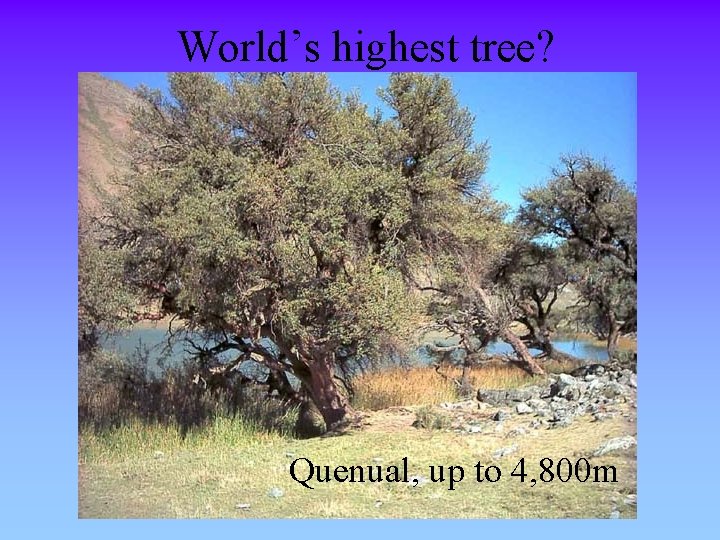 World’s highest tree? Quenual, up to 4, 800 m 