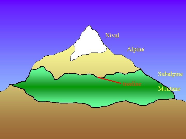 Nival Alpine Subalpine treeline Montane 