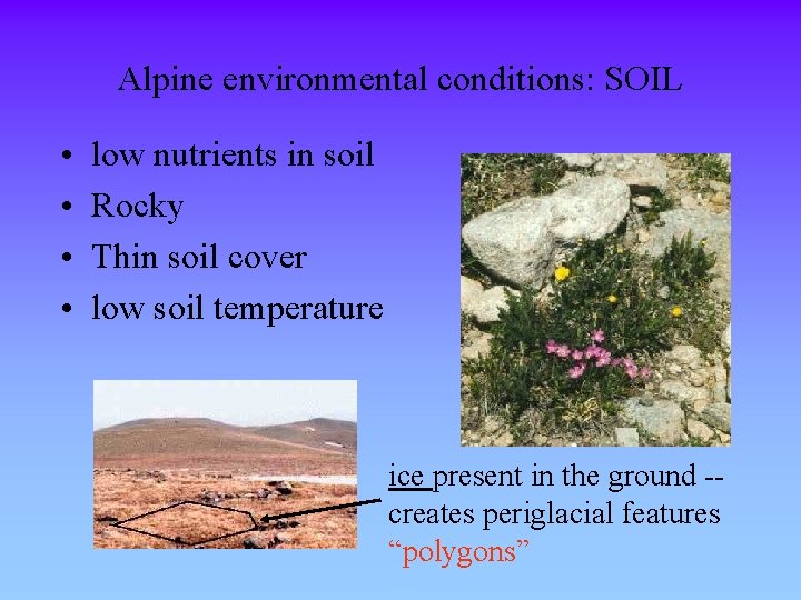 Alpine environmental conditions: SOIL • • low nutrients in soil Rocky Thin soil cover