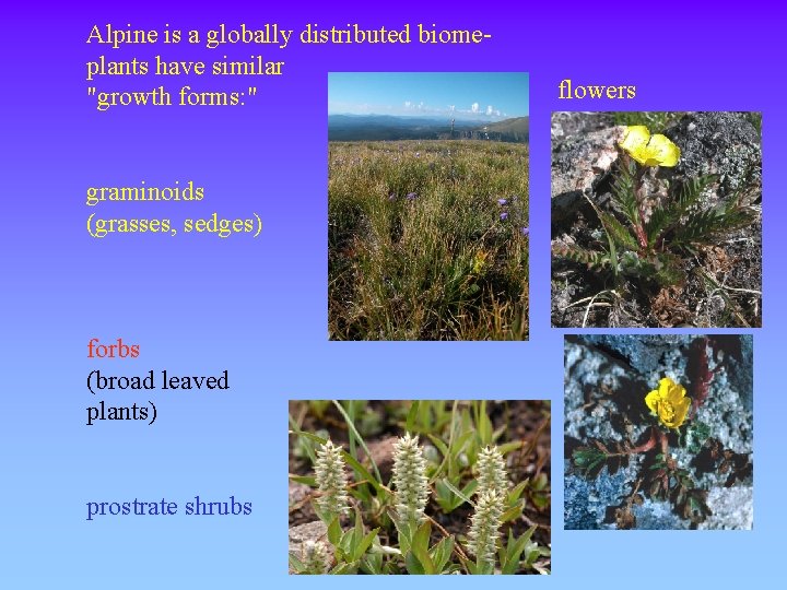 Alpine is a globally distributed biomeplants have similar "growth forms: " graminoids (grasses, sedges)