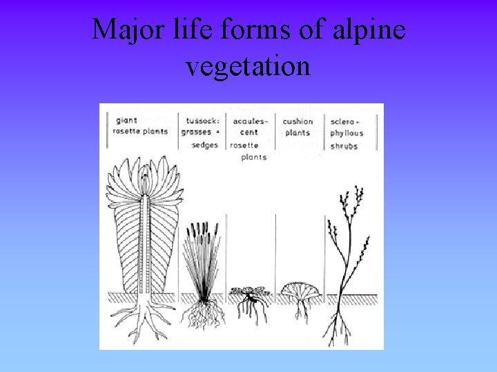 Major life forms of alpine vegetation 