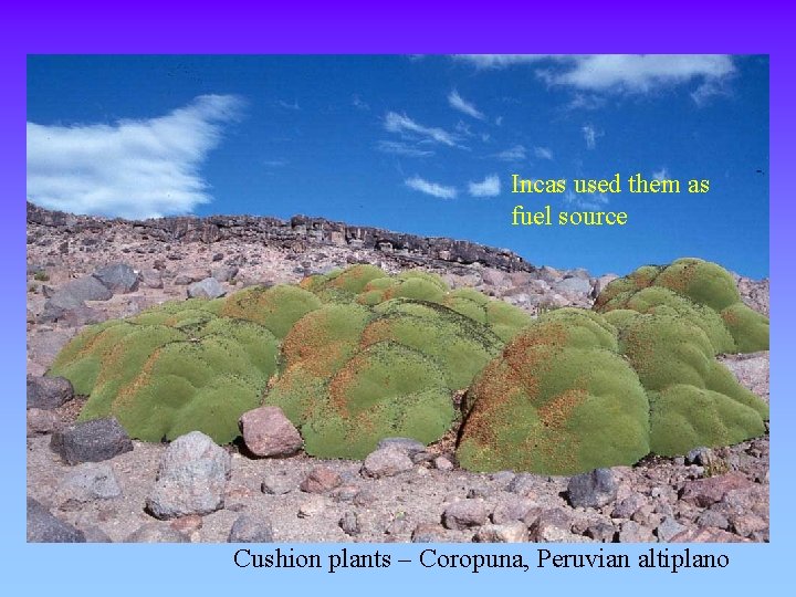 Incas used them as fuel source Cushion plants – Coropuna, Peruvian altiplano 