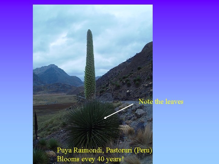 Note the leaves Puya Raimondi, Pastoruri (Peru) Blooms evey 40 years! 