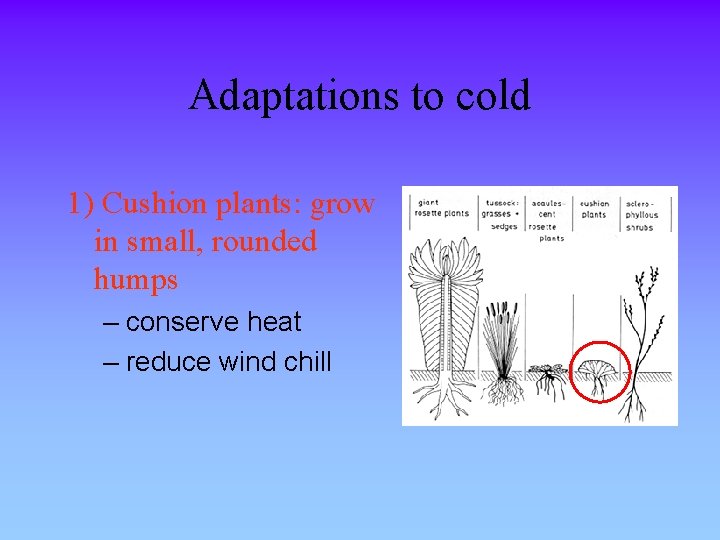 Adaptations to cold 1) Cushion plants: grow in small, rounded humps – conserve heat
