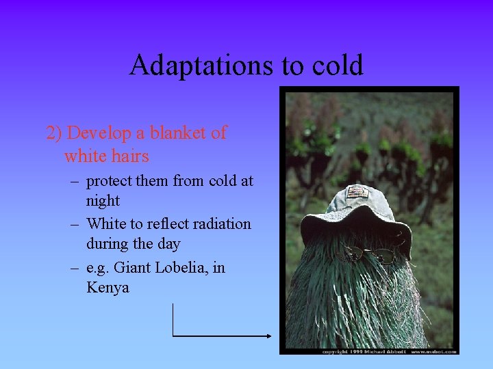 Adaptations to cold 2) Develop a blanket of white hairs – protect them from