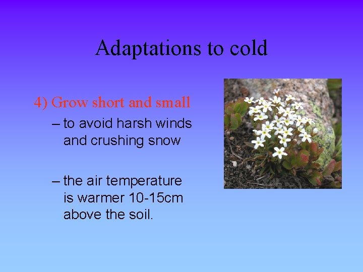 Adaptations to cold 4) Grow short and small – to avoid harsh winds and