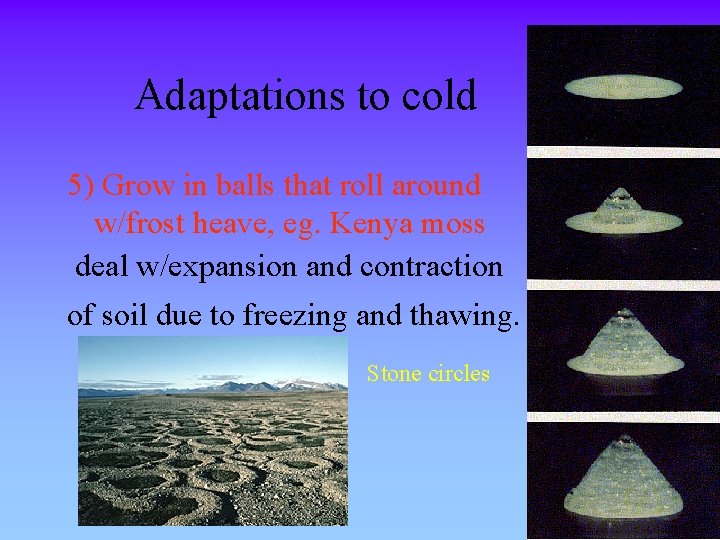 Adaptations to cold 5) Grow in balls that roll around w/frost heave, eg. Kenya