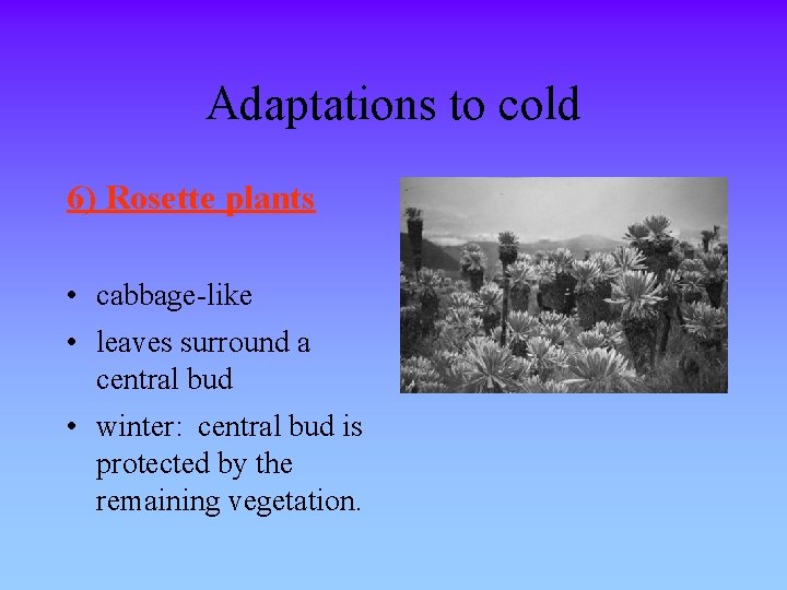 Adaptations to cold 6) Rosette plants • cabbage-like • leaves surround a central bud