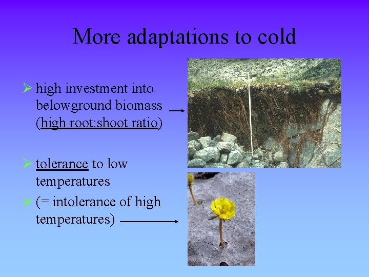 More adaptations to cold Ø high investment into belowground biomass (high root: shoot ratio)