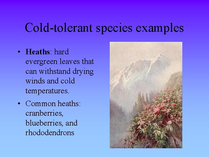 Cold-tolerant species examples • Heaths: hard evergreen leaves that can withstand drying winds and