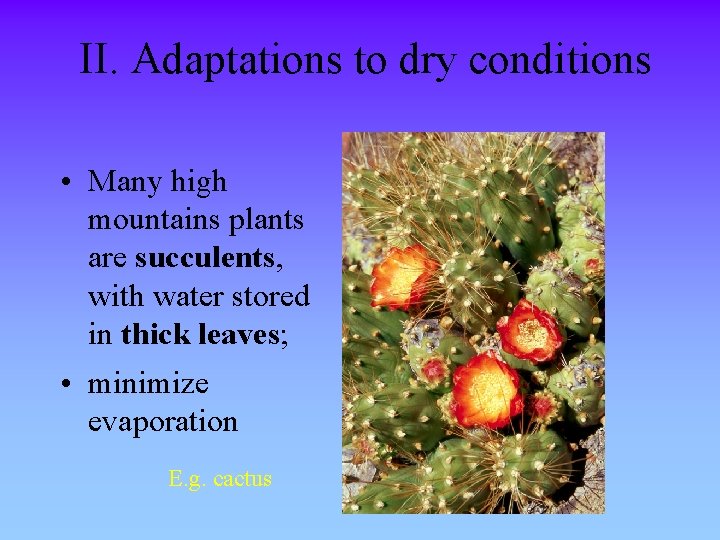 II. Adaptations to dry conditions • Many high mountains plants are succulents, with water