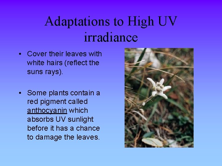 Adaptations to High UV irradiance • Cover their leaves with white hairs (reflect the
