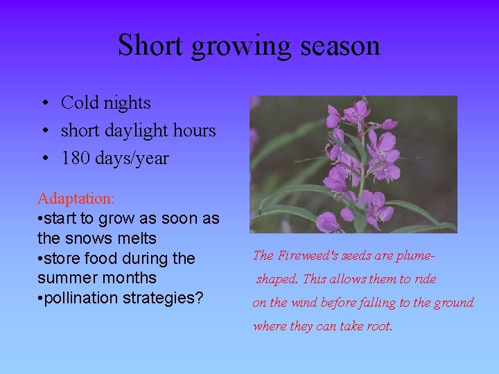 Short growing season • Cold nights • short daylight hours • 180 days/year Adaptation: