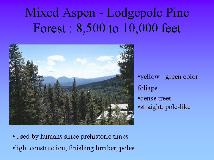 Mixed Aspen - Lodgepole Pine Forest : 8, 500 to 10, 000 feet •