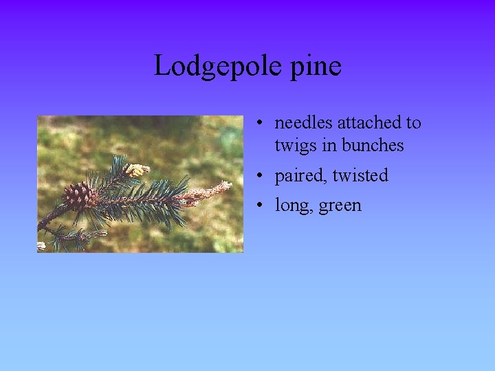 Lodgepole pine • needles attached to twigs in bunches • paired, twisted • long,