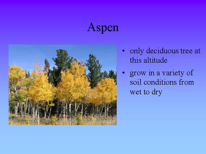 Aspen • only deciduous tree at this altitude • grow in a variety of