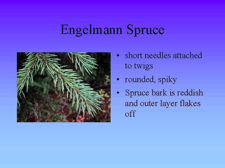 Engelmann Spruce • short needles attached to twigs • rounded, spiky • Spruce bark