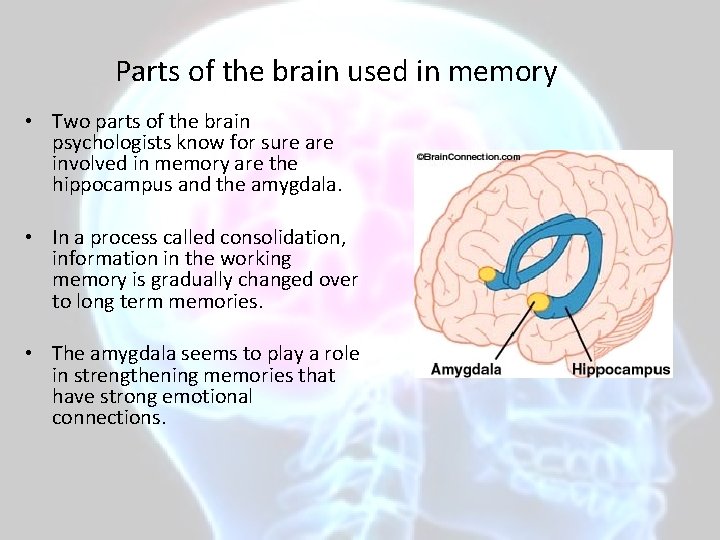 Parts of the brain used in memory • Two parts of the brain psychologists