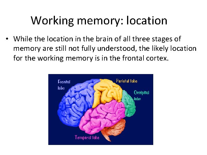 Working memory: location • While the location in the brain of all three stages