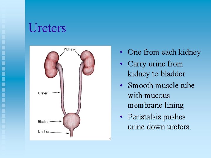Ureters • One from each kidney • Carry urine from kidney to bladder •