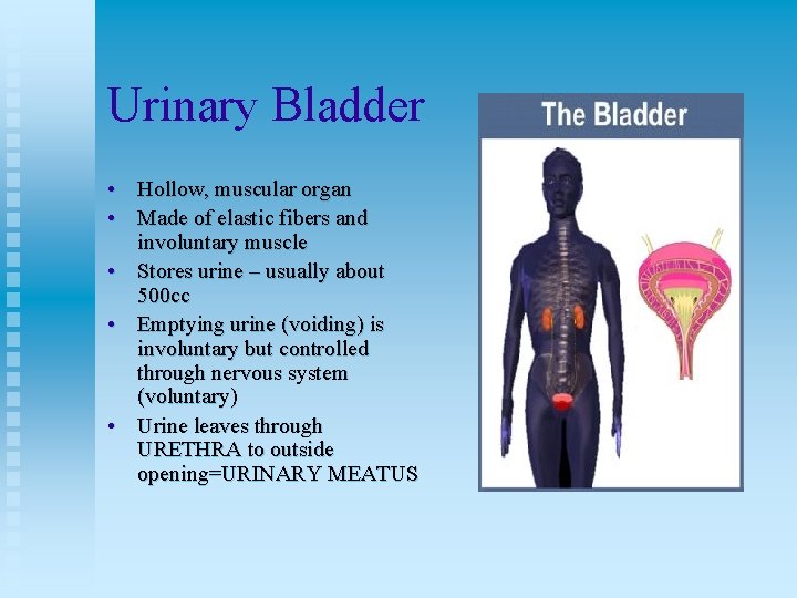 Urinary Bladder • Hollow, muscular organ • Made of elastic fibers and involuntary muscle