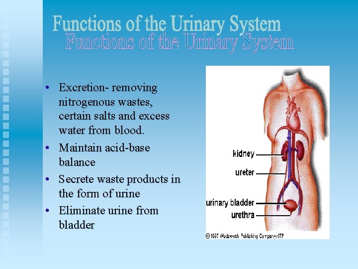  • Excretion- removing nitrogenous wastes, certain salts and excess water from blood. •