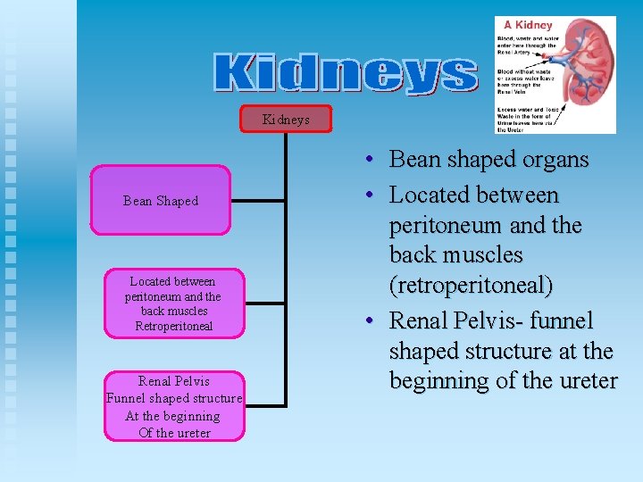 Kidneys Bean Shaped Located between peritoneum and the back muscles Retroperitoneal Renal Pelvis Funnel