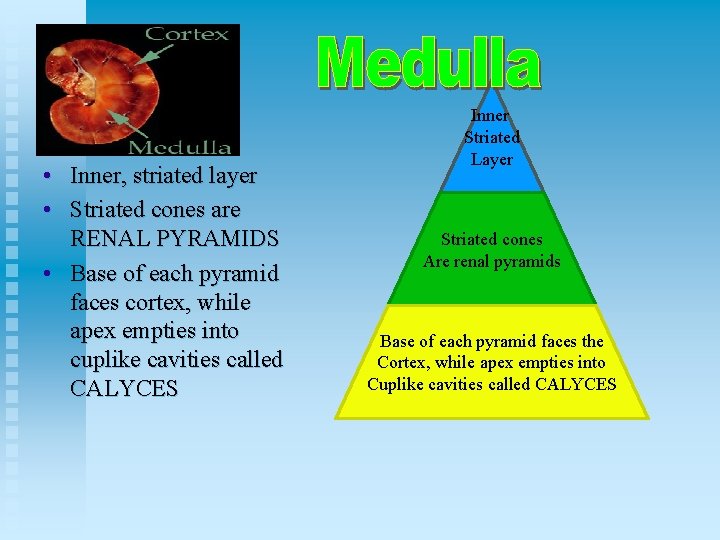  • Inner, striated layer • Striated cones are RENAL PYRAMIDS • Base of