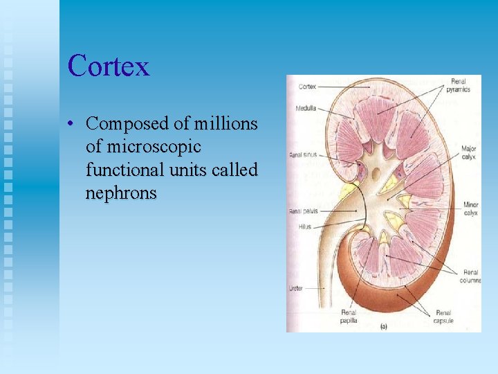 Cortex • Composed of millions of microscopic functional units called nephrons 