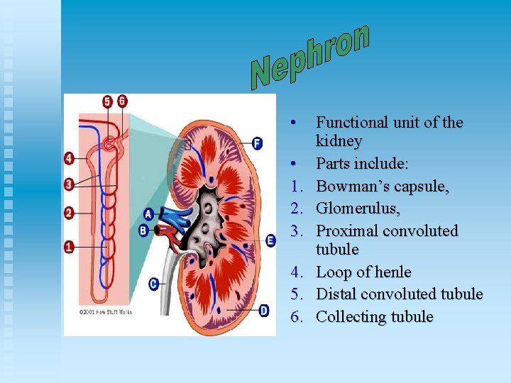  • • 1. 2. 3. 4. 5. 6. Functional unit of the kidney
