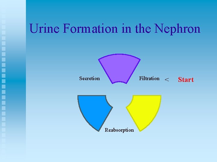Urine Formation in the Nephron Secretion Filtration Reabsorption < Start 