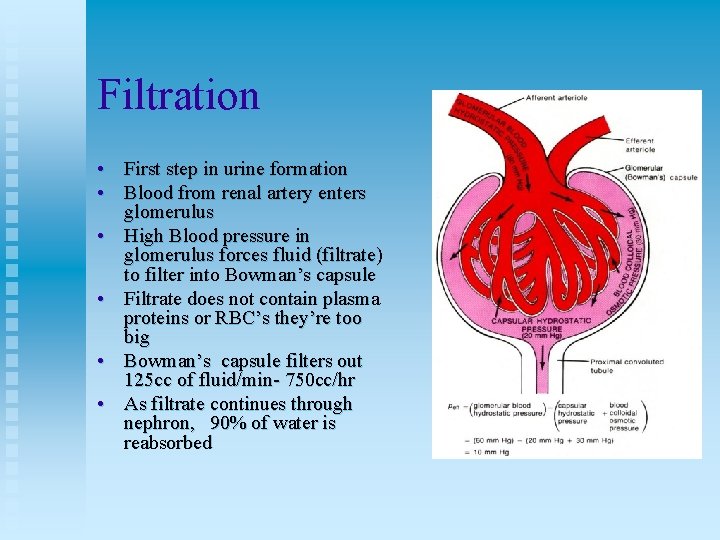 Filtration • First step in urine formation • Blood from renal artery enters glomerulus