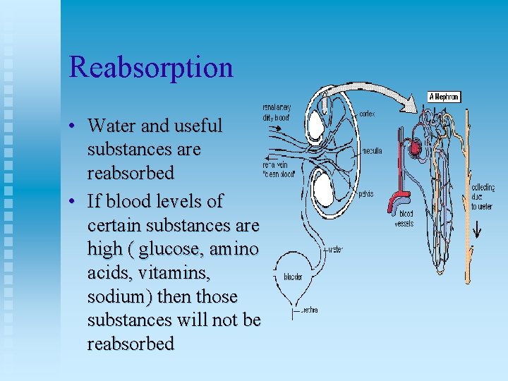 Reabsorption • Water and useful substances are reabsorbed • If blood levels of certain