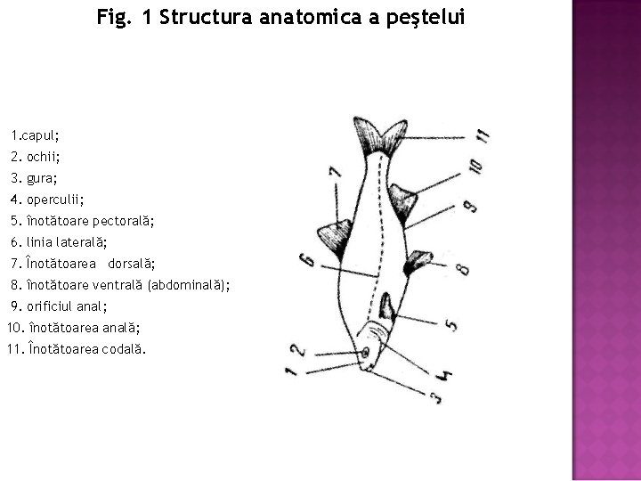 Fig. 1 Structura anatomica a peştelui 1. capul; 2. ochii; 3. gura; 4. operculii;