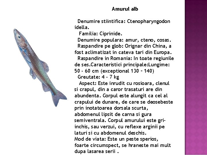 Amurul alb Denumire stiintifica: Ctenopharyngodon idella. Familia: Ciprinide. Denumire populara: amur, cteno, cosas. Raspandire