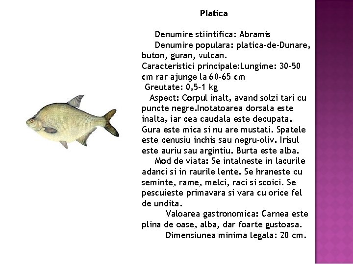 Platica Denumire stiintifica: Abramis Denumire populara: platica-de-Dunare, buton, guran, vulcan. Caracteristici principale: Lungime: 30