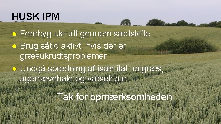 HUSK IPM ● Forebyg ukrudt gennem sædskifte ● Brug såtid aktivt, hvis der er