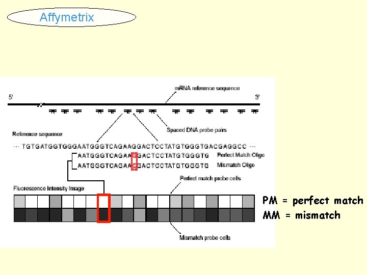 Affymetrix PM = perfect match MM = mismatch 