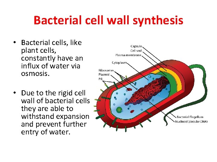 Bacterial cell wall synthesis • Bacterial cells, like plant cells, constantly have an influx
