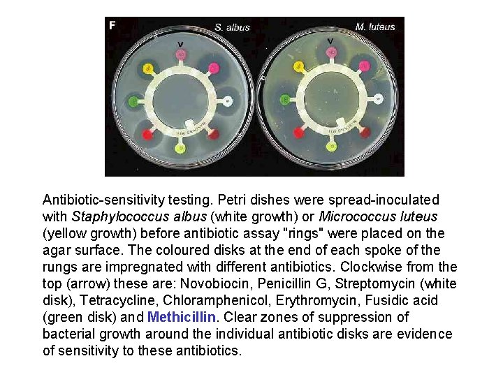 Antibiotic-sensitivity testing. Petri dishes were spread-inoculated with Staphylococcus albus (white growth) or Micrococcus luteus