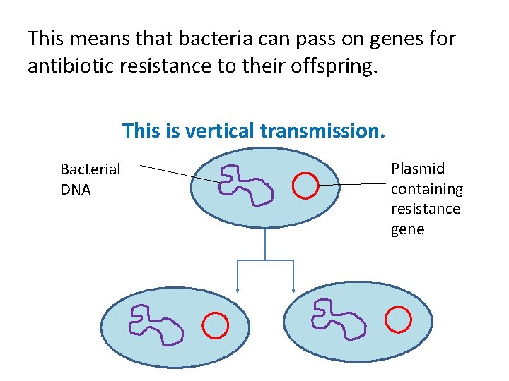 This means that bacteria can pass on genes for antibiotic resistance to their offspring.