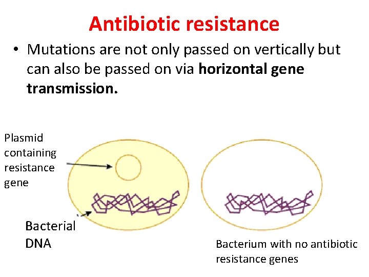 Antibiotic resistance • Mutations are not only passed on vertically but can also be