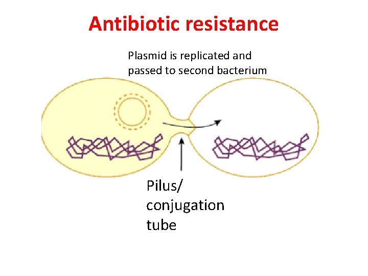 Antibiotic resistance Plasmid is replicated and passed to second bacterium Pilus/ conjugation tube 