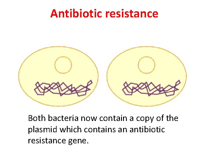 Antibiotic resistance Both bacteria now contain a copy of the plasmid which contains an