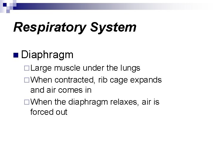 Respiratory System n Diaphragm ¨ Large muscle under the lungs ¨ When contracted, rib