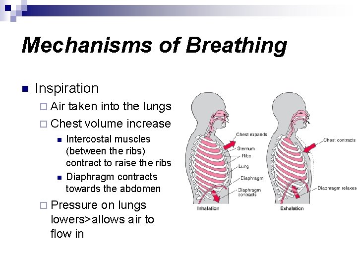 Mechanisms of Breathing n Inspiration ¨ Air taken into the lungs ¨ Chest volume