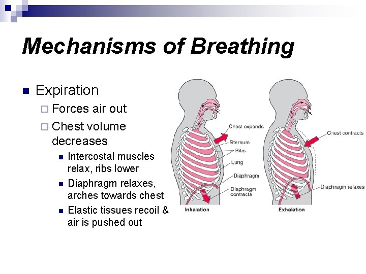 Mechanisms of Breathing n Expiration ¨ Forces air out ¨ Chest volume decreases n