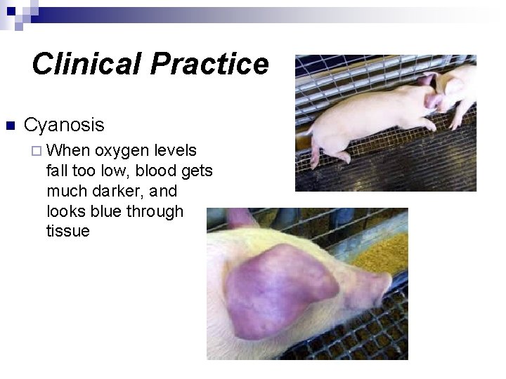 Clinical Practice n Cyanosis ¨ When oxygen levels fall too low, blood gets much