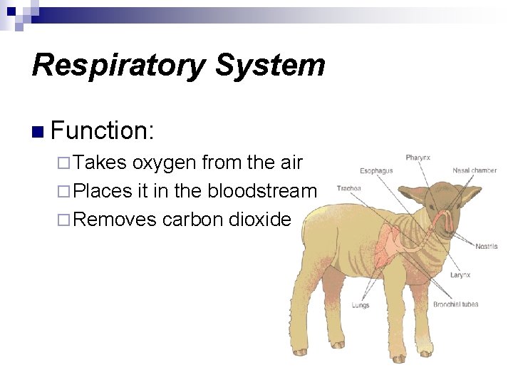 Respiratory System n Function: ¨ Takes oxygen from the air ¨ Places it in