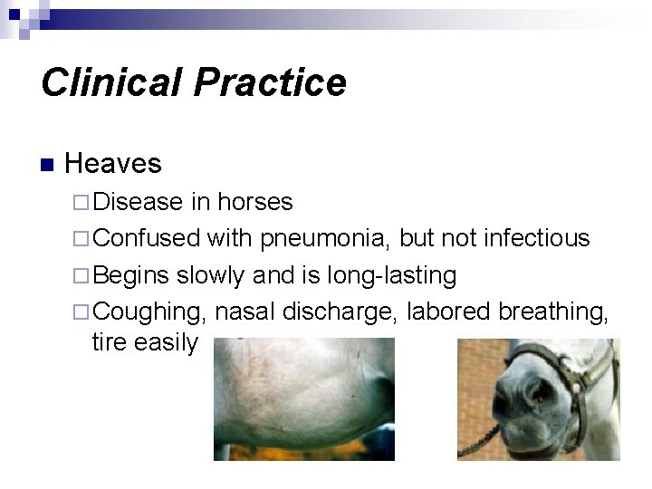 Clinical Practice n Heaves ¨ Disease in horses ¨ Confused with pneumonia, but not